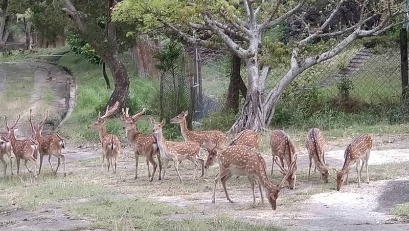 Rusa Kenting sika berjaya pulih tetapi tanaman terjejas, dan Jawatankuasa Penyeliaan meminta siasatan