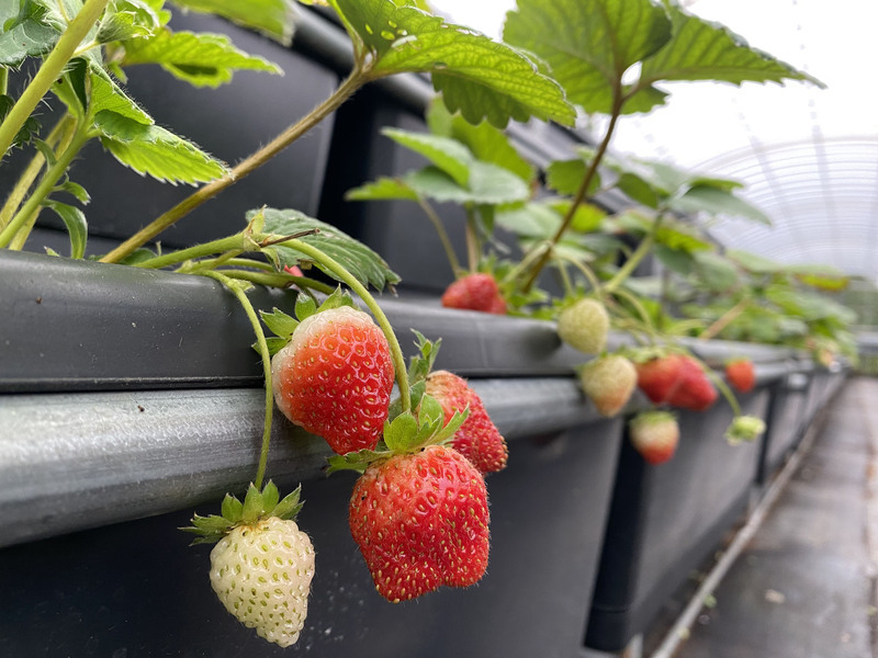 Mari kita pergi memetik Strawberi di Utara Taiwan