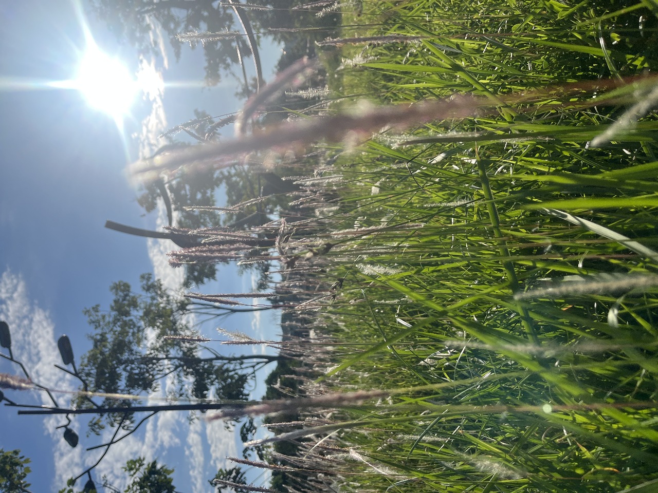Mari Kita pergi ke Jejak Purba Caoling untuk menikmati bunga Miscanthus