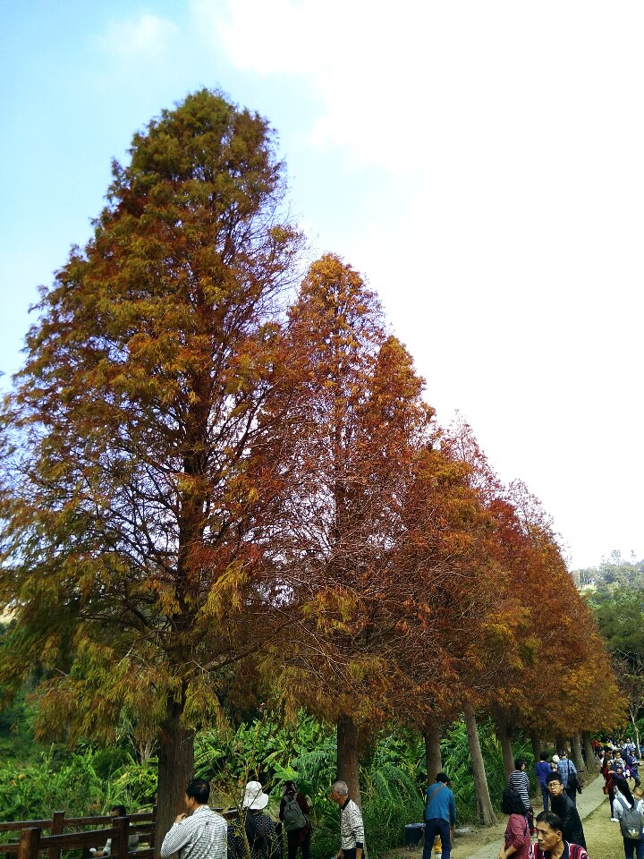Mari Kita menikmati pemandangan indah pokok cypress botak di Tengah Taiwan