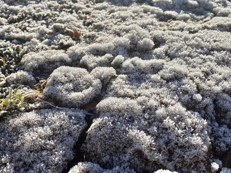 Gunung Jade -4.2°C pada awal pagi, Fros pada permukaan tumbuhan