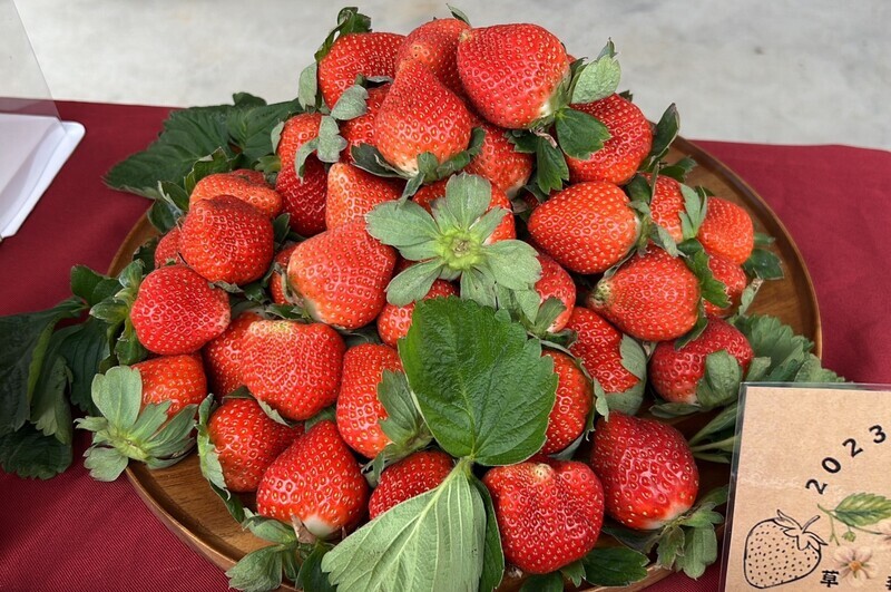 Mari kita pergi ke memetik Strawberi di Daerah Dahu大湖
