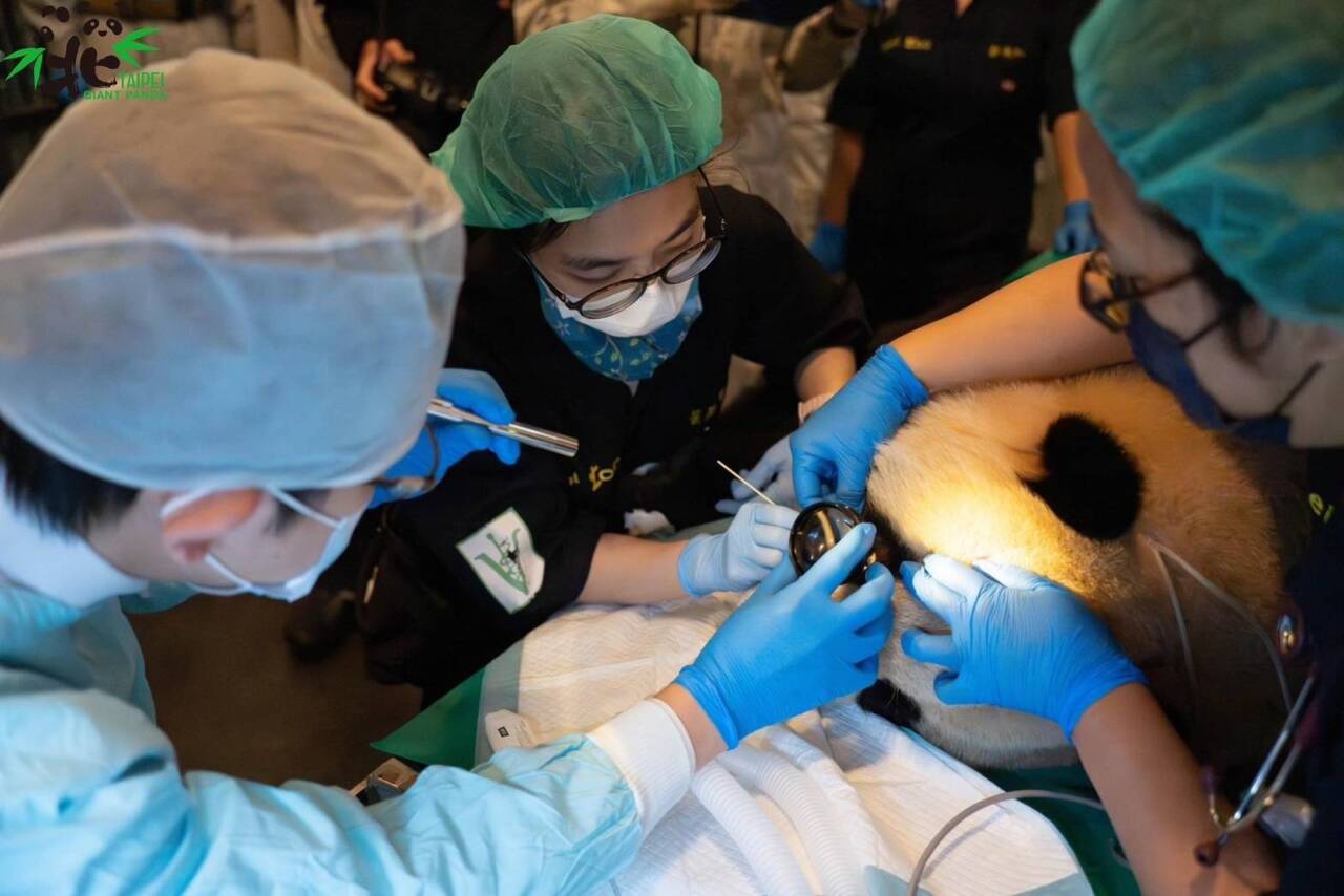 Pemeriksaan kesihatan Panda “Yuanbao” hanya mendedahkan masalah ulser esofagus