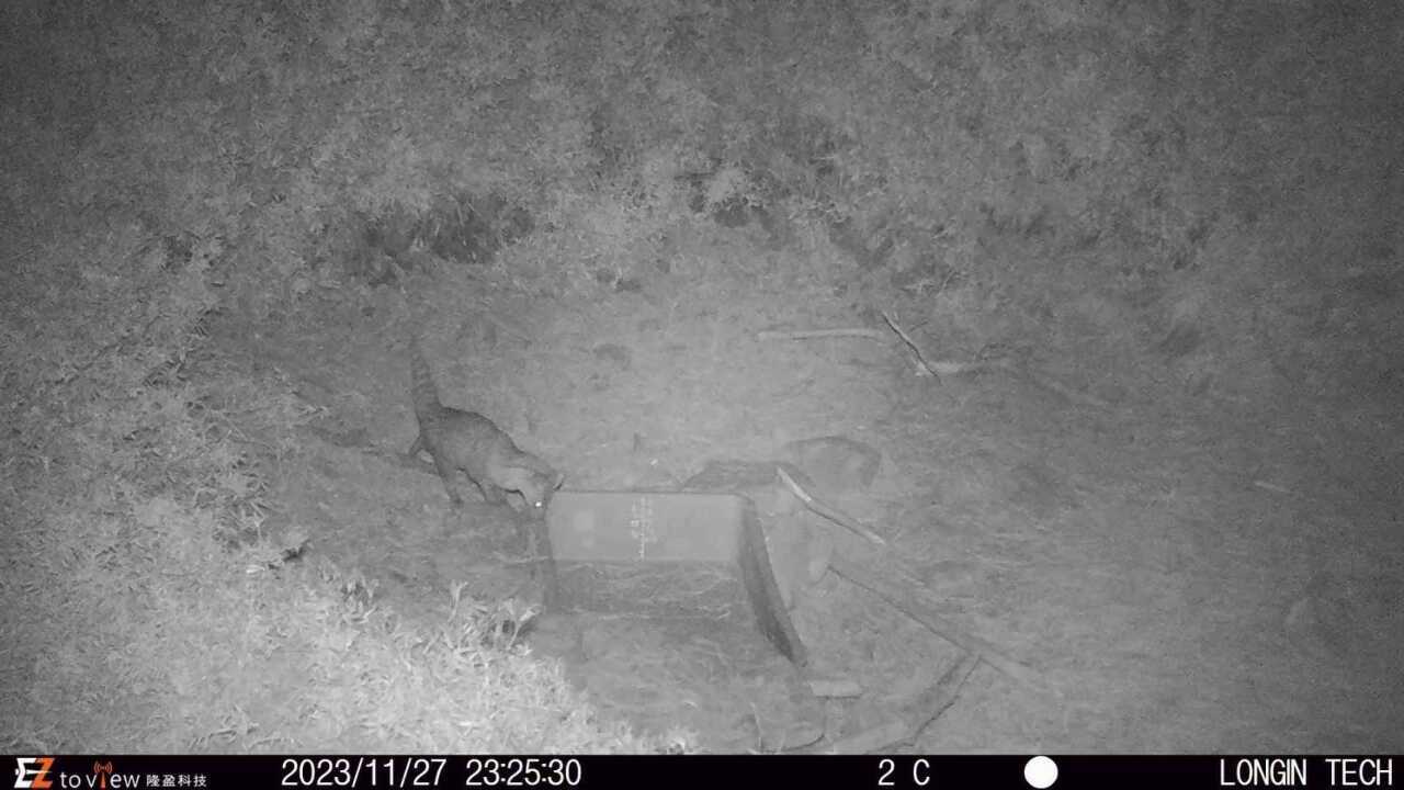 Kucing musang pertama kali muncul di Gunung Yushan Tataga dan menetapkan rekod berganda untuk ketinggian tertinggi