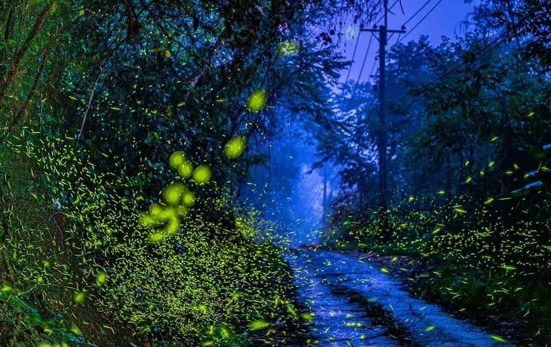 Musim melihat kelip-kelip sudah tiba di Namasia, Kaohsiung! 2 laluan tontonan baharu ditambah