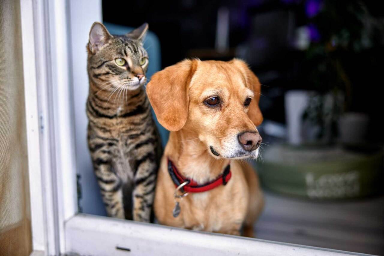 Terdapat lebih 100,000 kawan berbulu daripada bayi baru lahir, dan terdapat 2,000  Hospital Veterinar di Taiwan