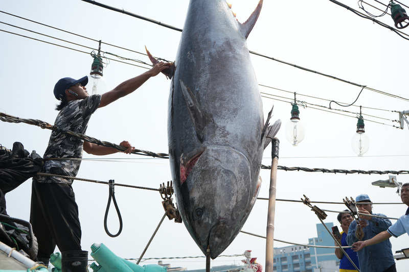 Mari Kita melawat Musim Pelancongan Budaya Tuna Sirip Biru di Pingtung