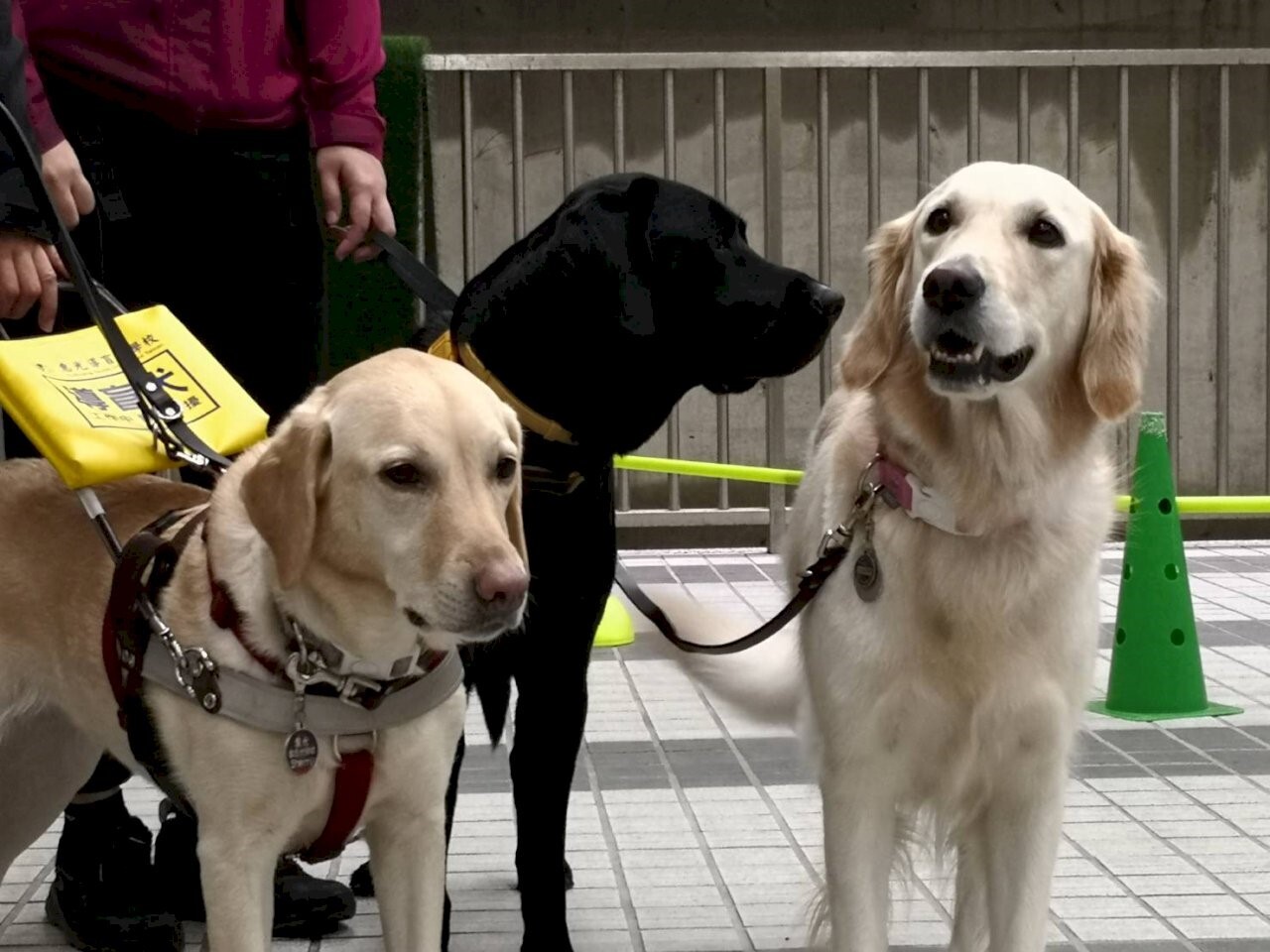 Restoran menolak masuknya anjing pemandu akan dikenakan hukuman, dengan denda maksimum 50.000 dolar Taiwan baru.