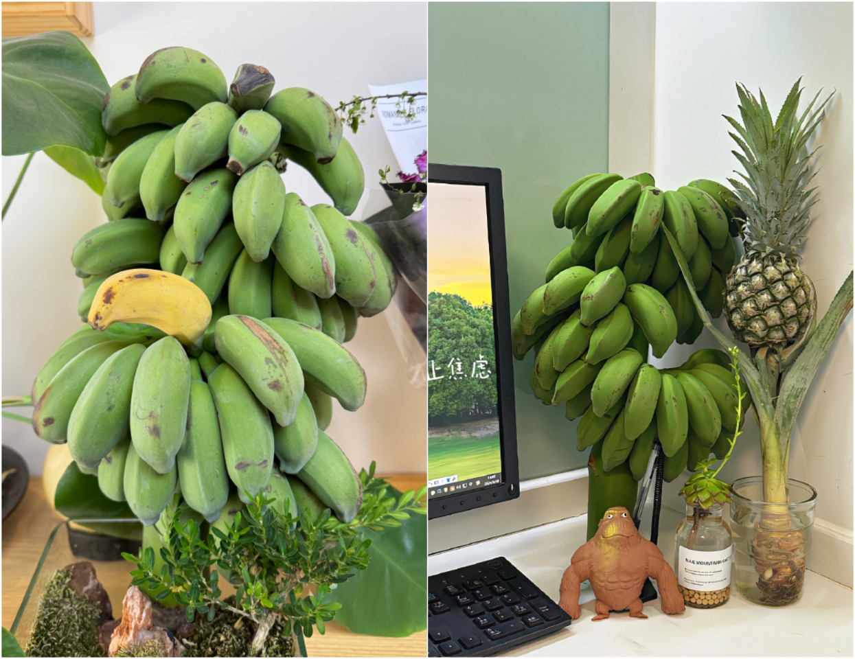 Anak muda China popular dalam menanam pisang di meja mereka