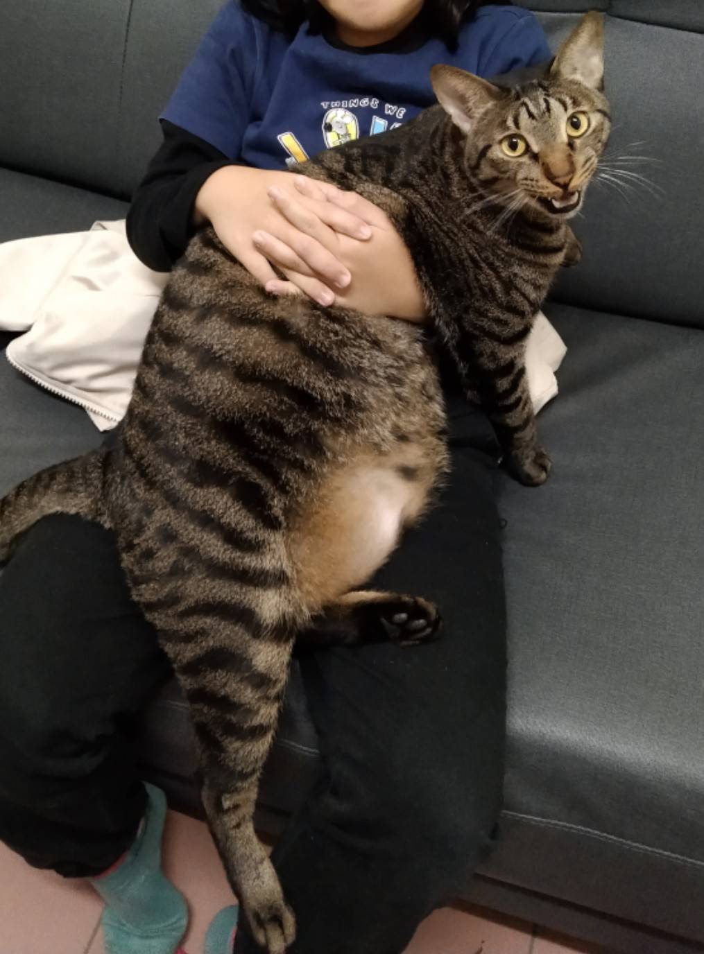 Hari Memeluk kucing Antarabangsa.
