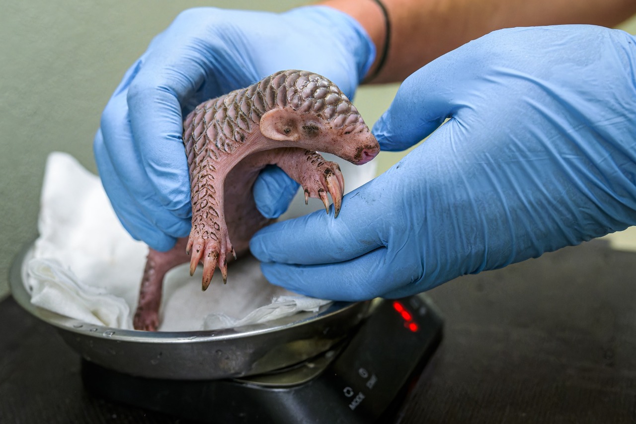 Tenggiling Taiwan di Zoo Prague melahirkan dua anak dalam dua tahun