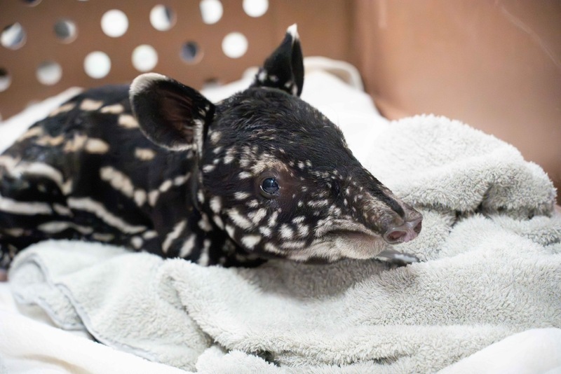 Tapir Malaya Taipei  Zoo dilahirkan sihat dan jinak pada hari ini