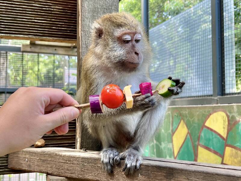 Zoo Shoushan membolehkan haiwan meraikan Pesta Perayaan Kuih Bulan dengan lidi makanan