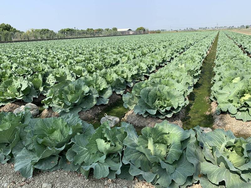Harga Sayur Melambung Tinggi! Pihak Berkuasa Pertanian Taiwan Mengadakan Promosi Kubis Murah di Pasar Raya Taiwan