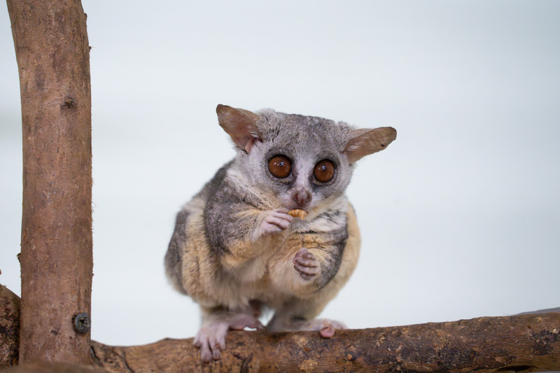 Taipei Zoo akan mempamerkan Senegal Bushbaby pada tahun baru