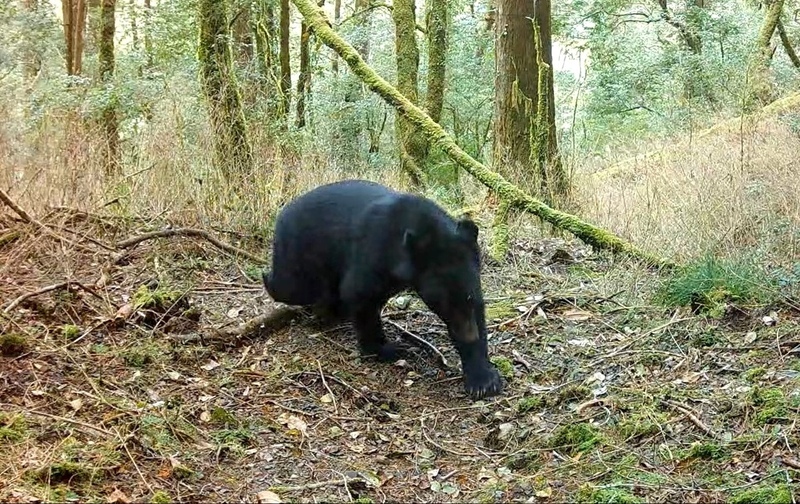 Beruang Hitam Formosa ( Formosan Black Bear) Dikesan Semula di Kawasan Gunung Guanwu, Jabatan Pemuliharaan Hutan: Peningkatan Kes Melapor Setiap Tahun