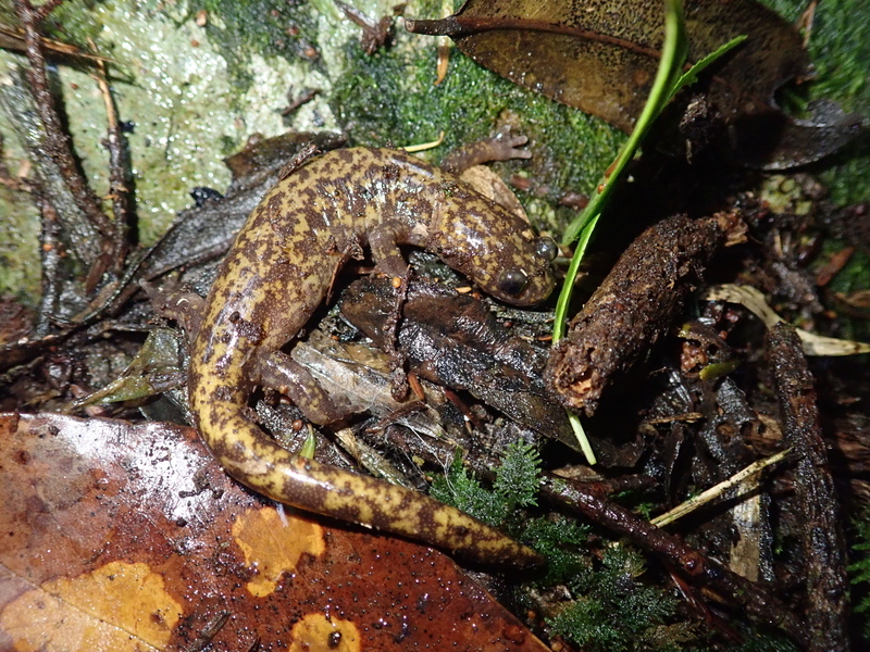 Nama Hynobius formosanus dan Hynobius sonani telah tersilap letak selama beratus-ratus tahun dan telah diperbetulkan pada tahun ini