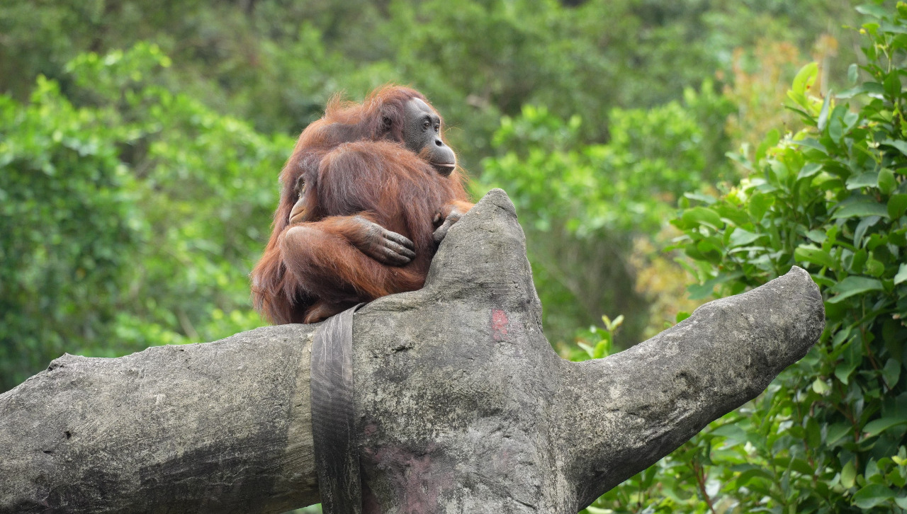 Zoo Taipei ditutup Pada Malam Tahun Baru, dan Haiwan Yang Takut Kesejukan Tetap Hangat.