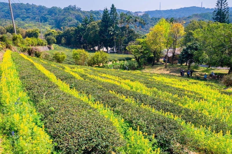 Festival Bunga Lupin Taoyuan Bermula, Lautan Bunga 12 Hektar Memaparkan Keunikan Budaya Hakka