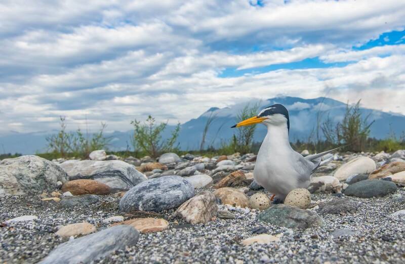 Burung Camar Kecil Bermigrasi ke Taiwan untuk Bertelur, OAC Seru Masyarakat Bersama Menjaga Habitatnya