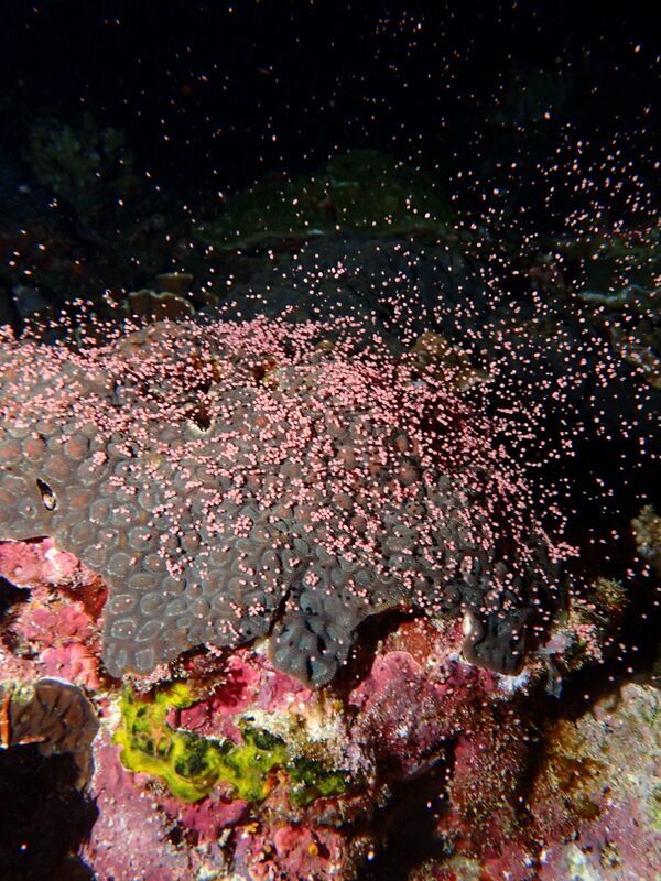 Pemijahan Karang di Green Island Dijangka Memasuki Kemuncak Selepas Pertengahan Mei