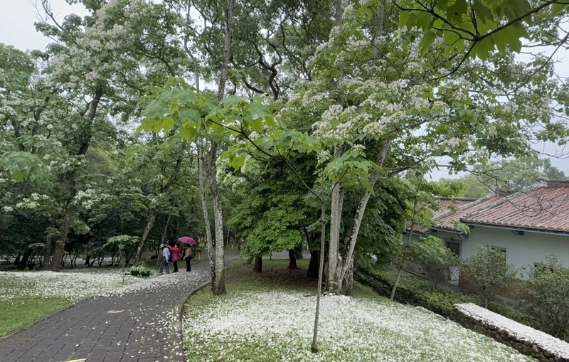 “Salji Mei” Berterbangan, Taman Hakka Miaoli Memasuki Musim Mekar Penuh