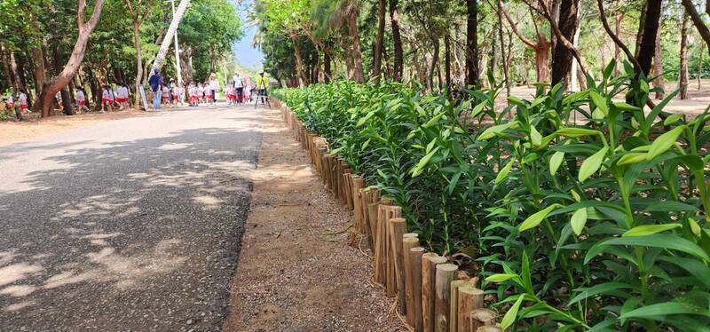 Musim Bunga Lili Awal Musim Panas di Penghu Bermula, Bersinar Seiring Festival Bunga Api 2025