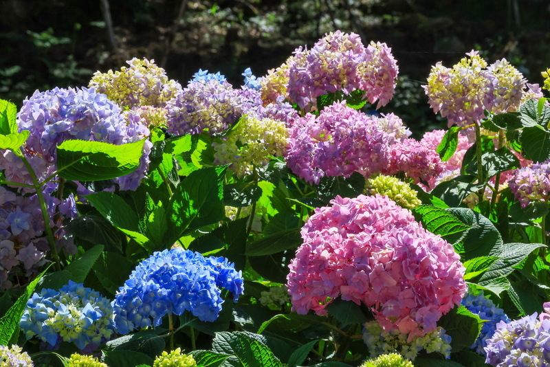 Hydrangea dan Agapanthus Mekar Penuh di Shanlinxi, Nantou, Adalah Pemandangan yang Menawan