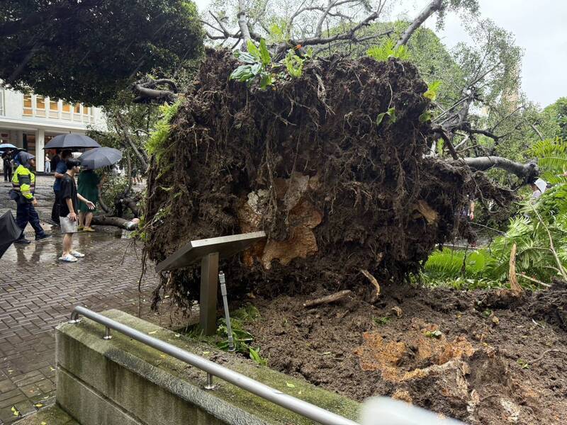 Pokok Besar di Perkarangan Kampus Feng Chia Jatuh, Maut 1 Pelajar